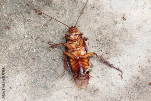 dead of cockroach.