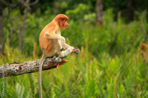 Fototapeta Naklejka Na Ścianę i Meble -  Young Proboscis monkey sitting on a tree, Borneo, Malaysia