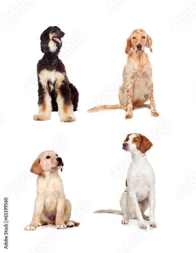 Four dogs of different races sitting