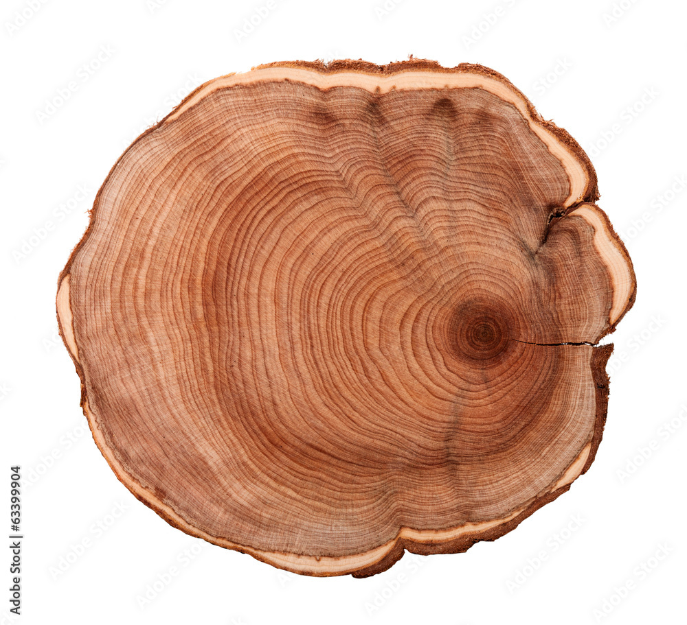 tree stump tree stump