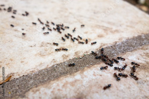 Canvas Print Ant's line