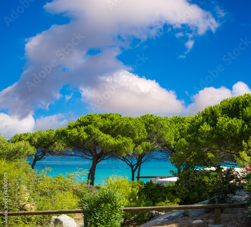 Pine Trees with ocean background, blue sky over Corsica coastlin