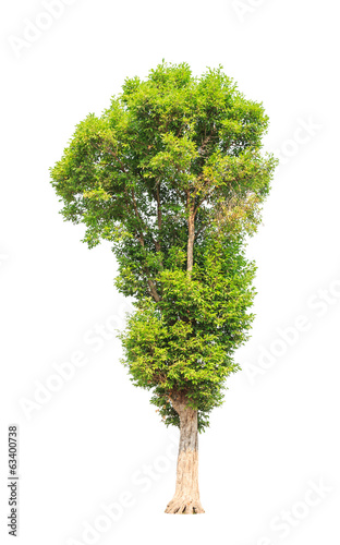 Irvingia malayana also known as Wild Almond photo