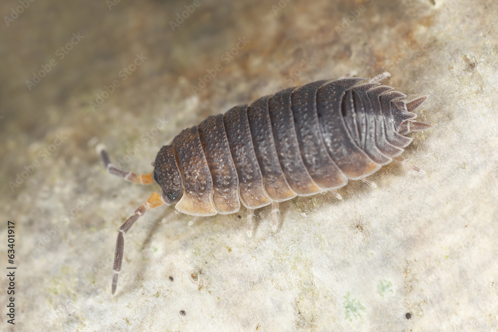 Woodlouse on wood, extreme close-up with high magnification Woodlouse on wood, extreme close-up with high magnification