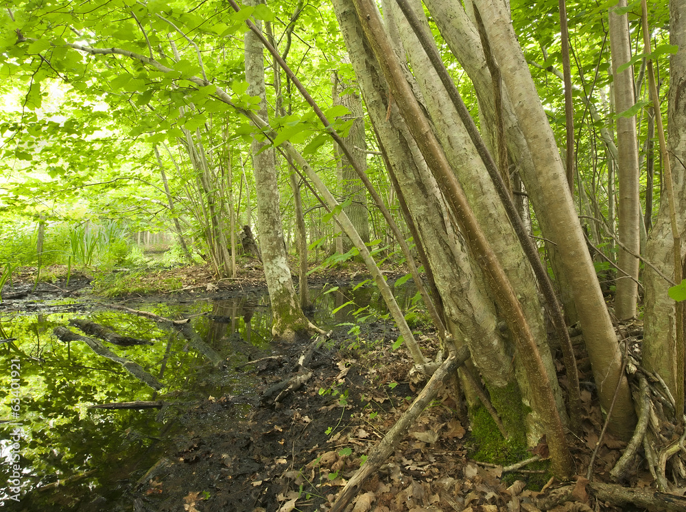 Obraz premium Hazel in sunlit untouched forest