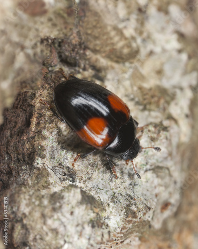 Tritoma bipustulata on wood photo