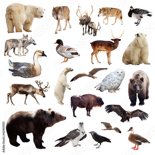Set of european animals. Isolated over white © JackF