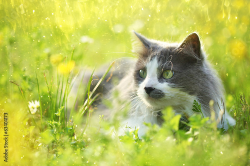 Grey cat in garden