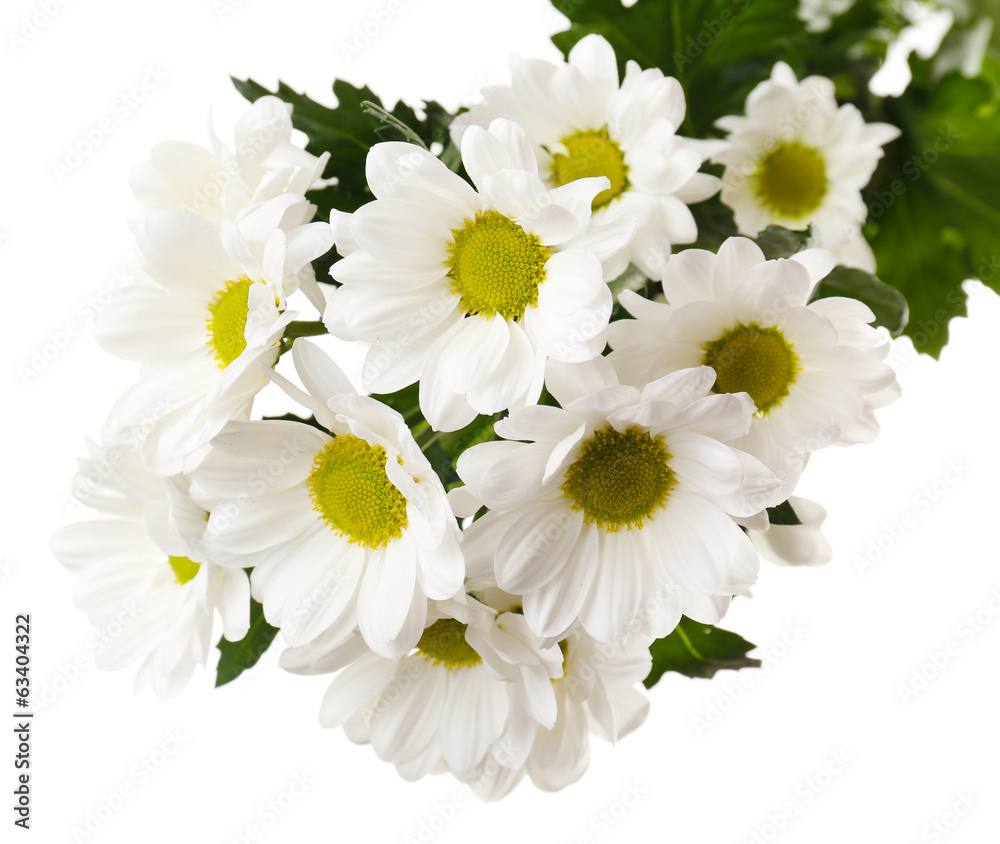 Obraz premium Beautiful chrysanthemum flowers isolated on white