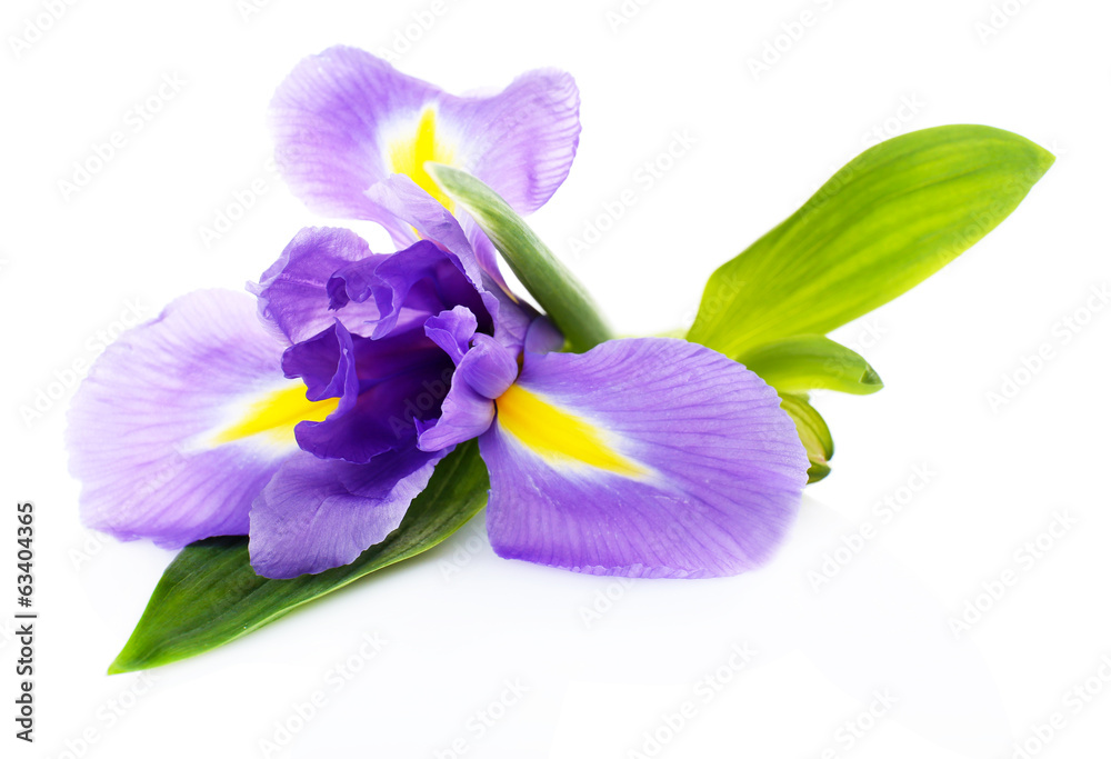 Obraz premium Beautiful iris flower isolated on white