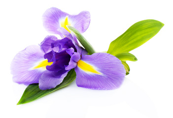 Sierkussen Iris Paarse iris met gele tekening op wit  © Africa Studio