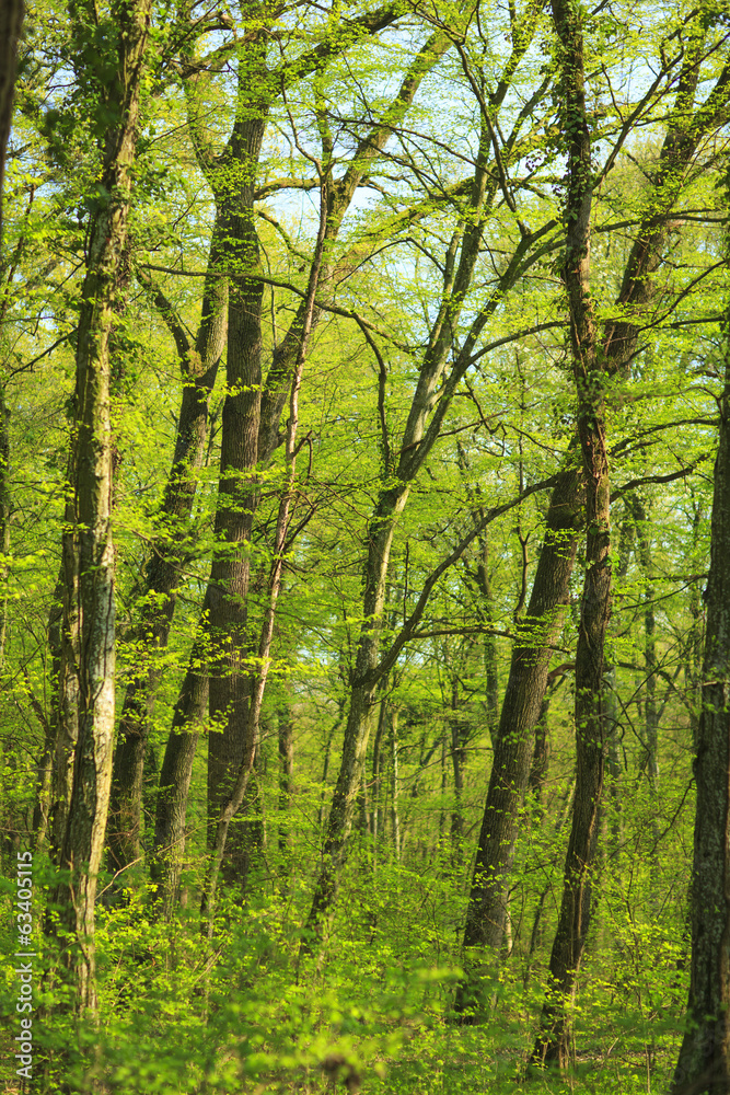 Naklejka premium Vibrant green foliage and wild flowers in a forest in spring
