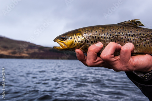 Freshly caught wild brown trout on angler's hand