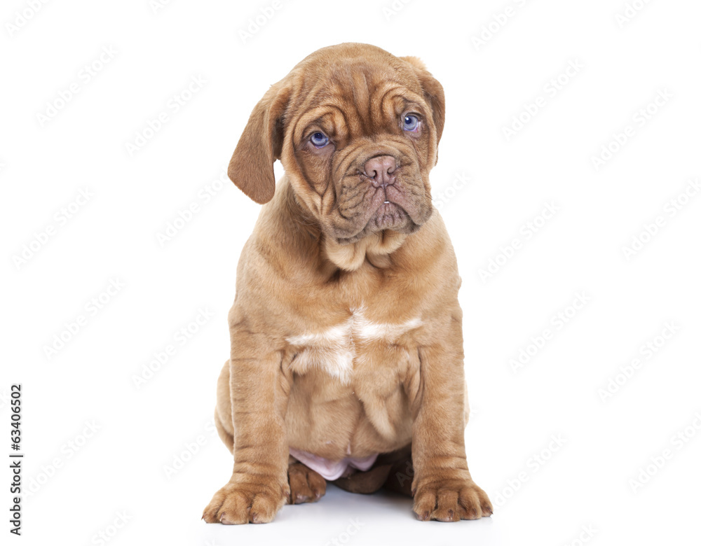 French Mastiff puppy  over white background