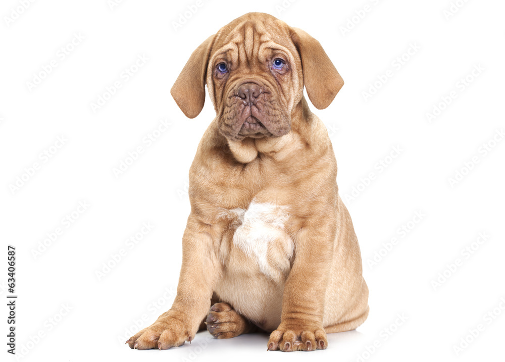 Puppy of Dogue de Bordeaux (French mastiff)