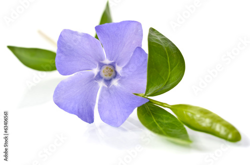 Beautiful blue periwinkle isolated on white