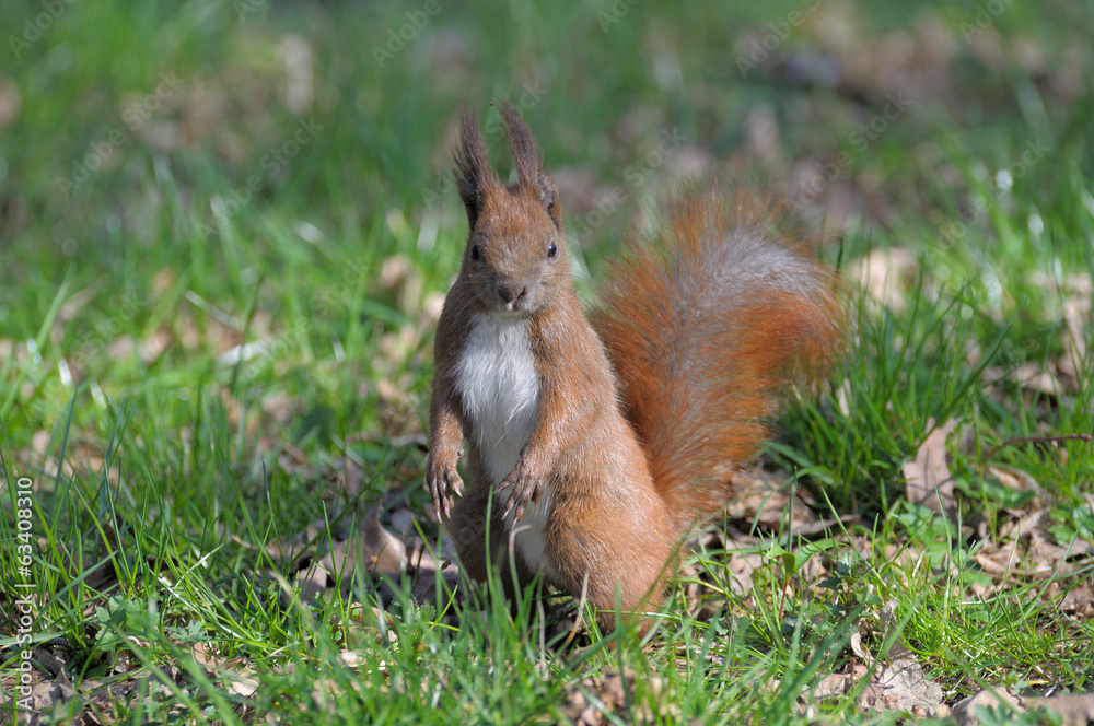 Squirrel. Squirrel.