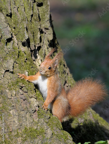 Squirrel. © Pavlo Burdyak