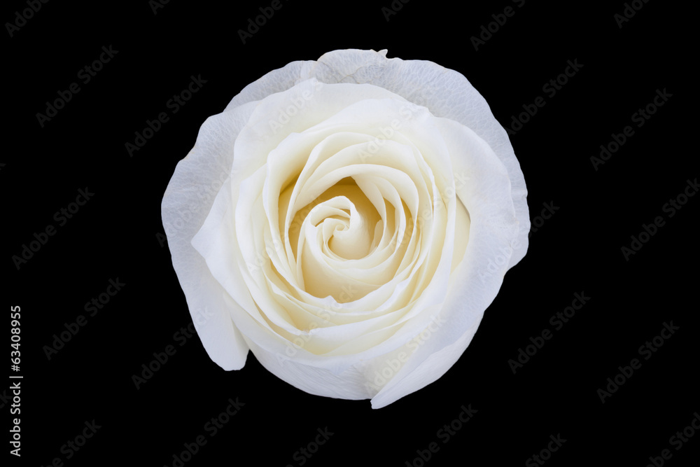 Obraz premium White rose isolated on black background