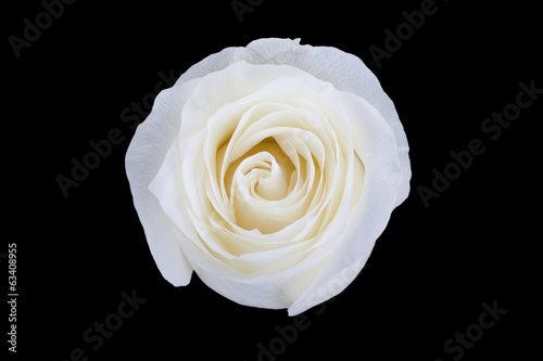White rose isolated on black background