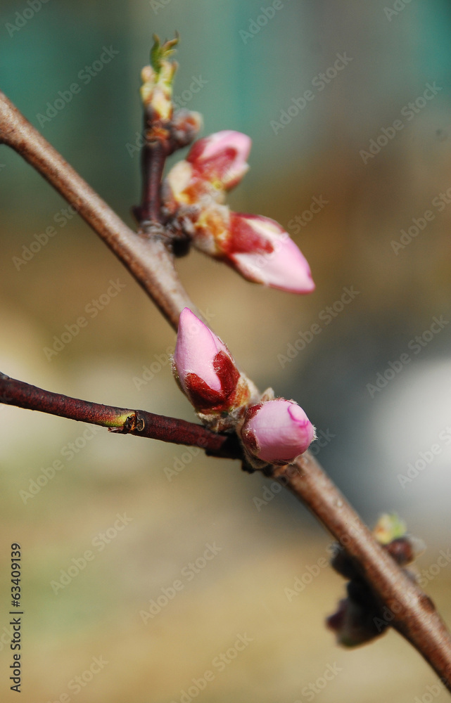Almond Blossom Buds