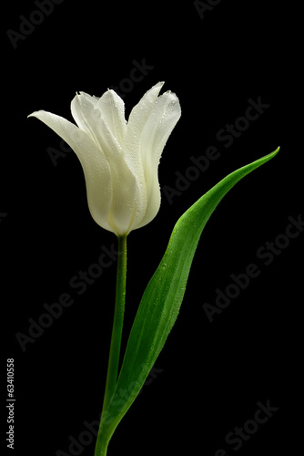 Biały tulipan