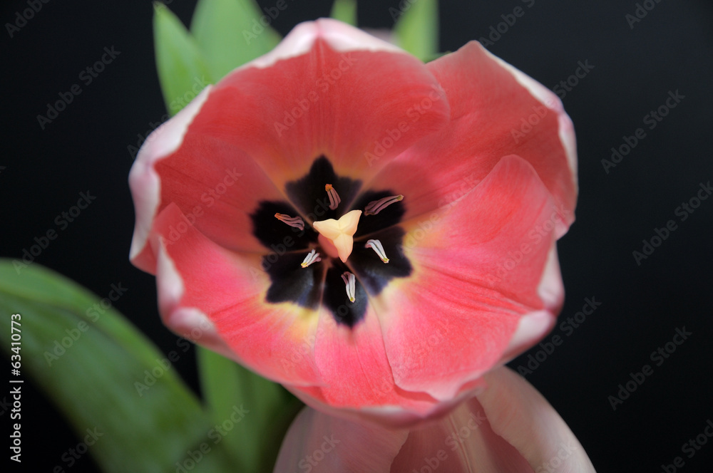 Red tulip bud .