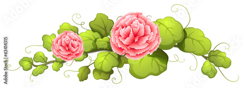 A plant with carnation pink flowers