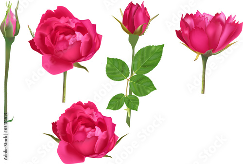 set of five bright rose flowers and buds