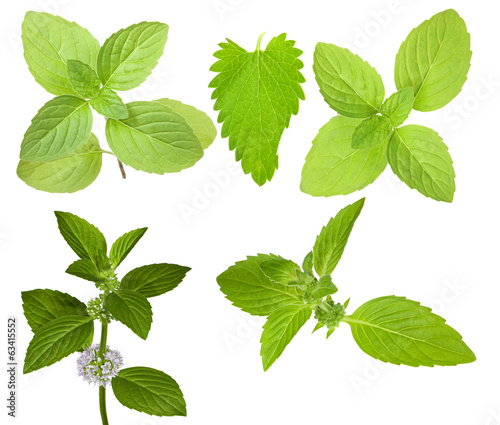 isolated set of green mint branches