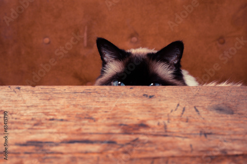 Fototapeta Naklejka Na Ścianę i Meble -  Cat hiding behind a table