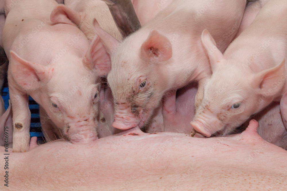 piglet suckling piglet suckling