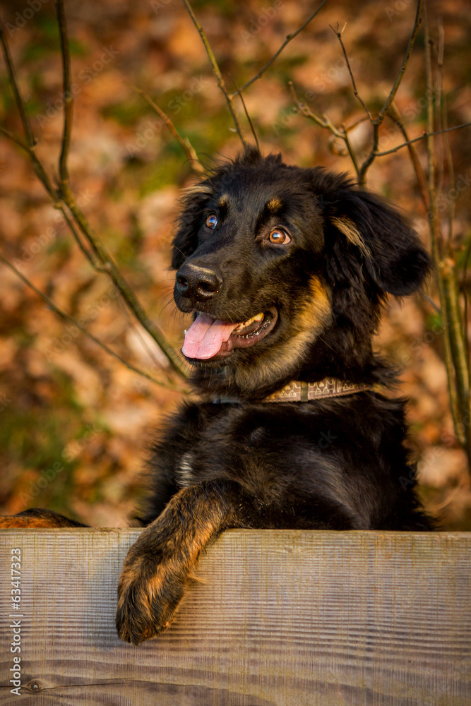 Fototapeta premium Gelbbacke im Portrait