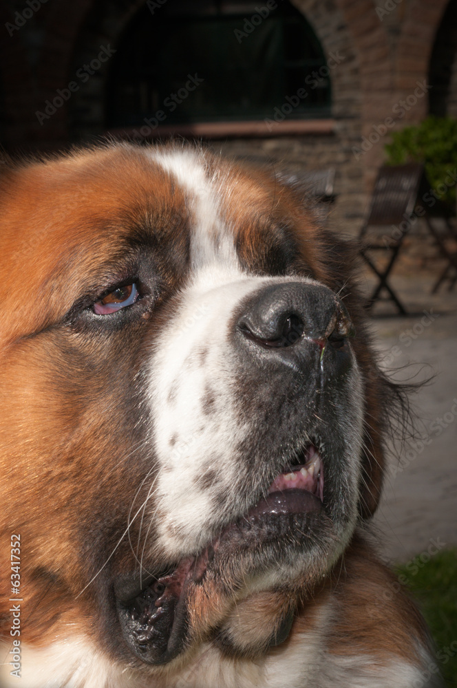 St. Bernard St. Bernard
