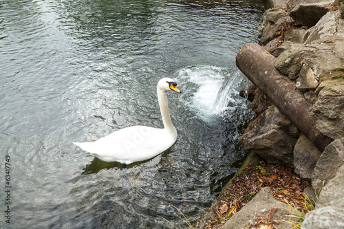 swan in a reservoir near a downlow pipe photo