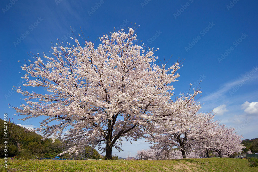 桜のイメージ