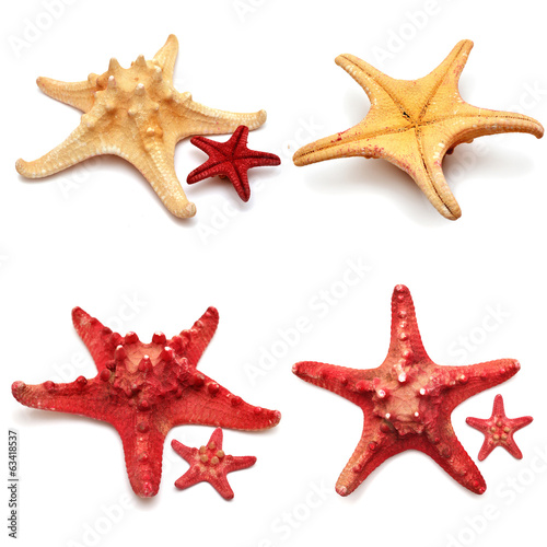 Sea stars collection