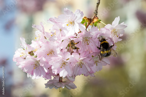 Cherry Blossoms with Bumblebee