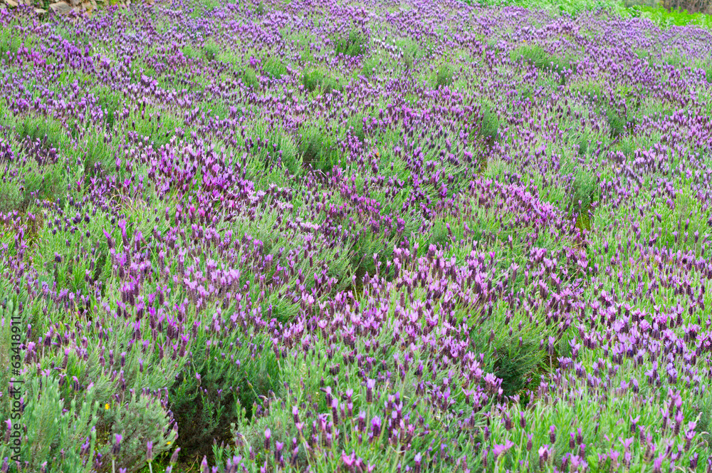 Obraz premium lavandula stoechas