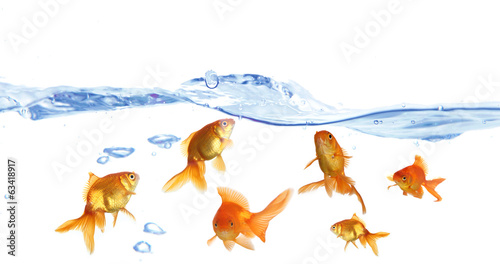 Goldfish in clear water isolated on white photo