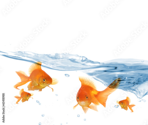 Goldfish in clear water isolated on white