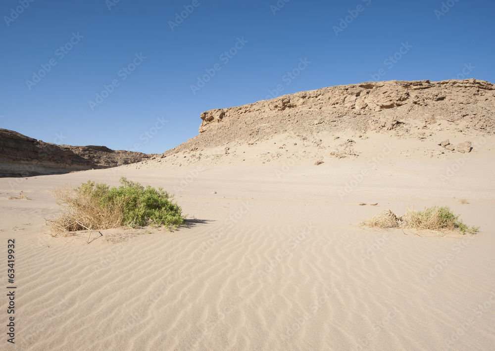 Small desert bush on a sand dune slope Small desert bush on a sand dune slope