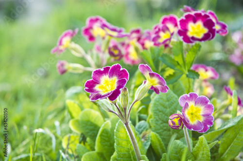 Obraz na plátně violet primrose on garden