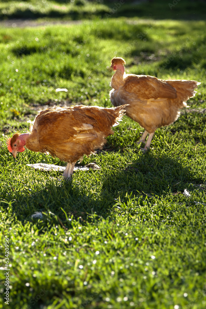 Fototapeta premium 2 poules picorant