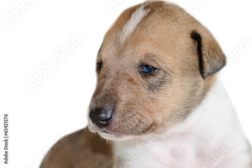 Portrait of adorable Smooth Collie puppy isolated on white