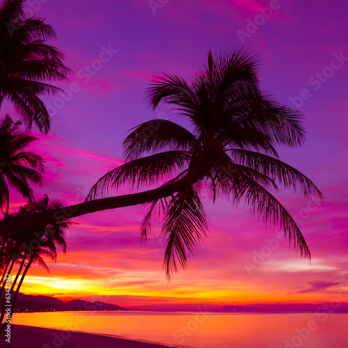 Palm tree silhouette at sunset on tropical beach