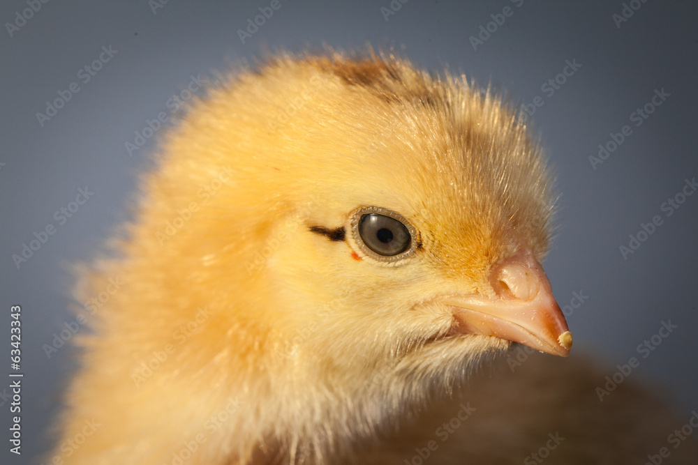 poulet jaune poulet jaune