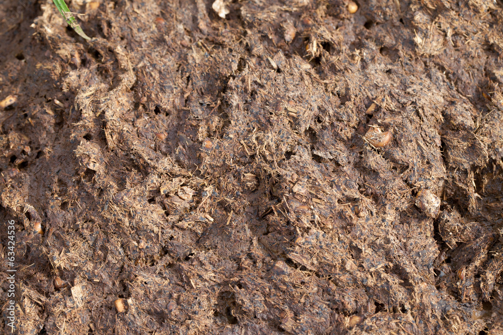 cow dung cow dung