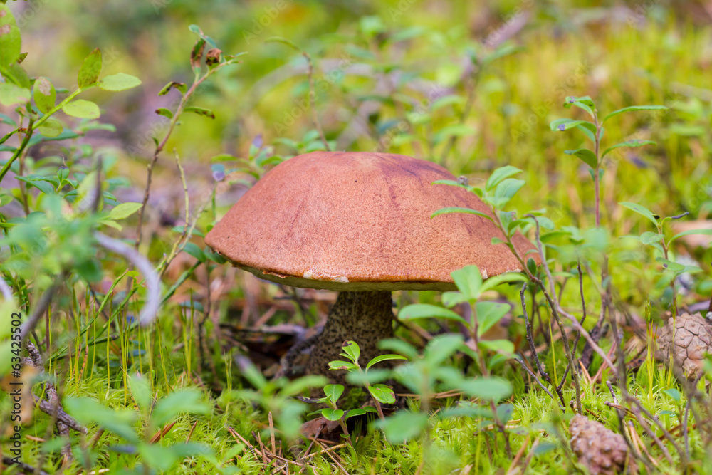 Mushroom in the forest