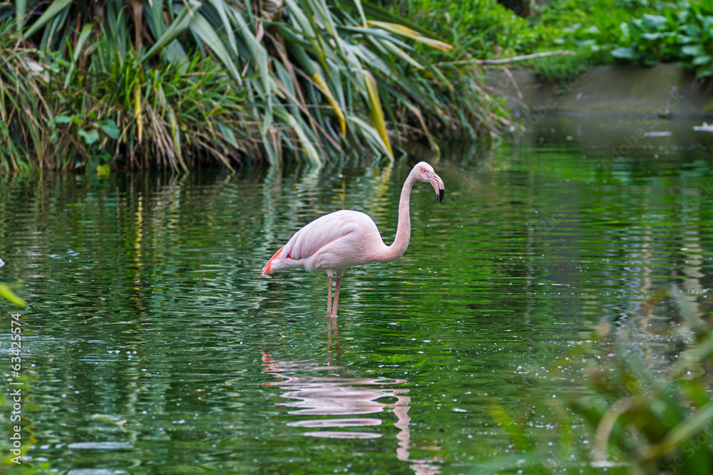 Fototapeta premium Pink flamingos